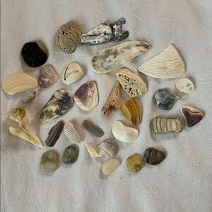 Bundle of Small Sea Shells From Bahamas and Florida